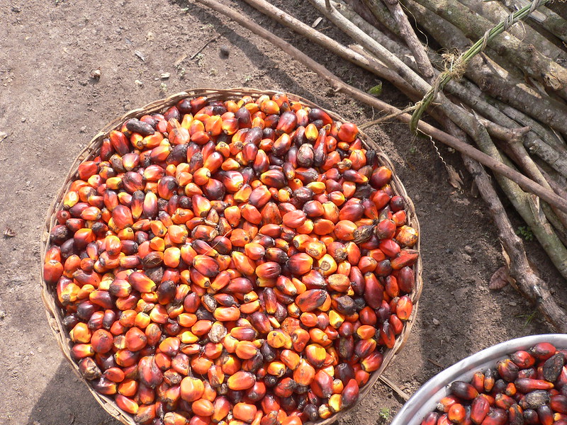 Can Synthetic Palm Oil Help Save the World's Tropical Forests